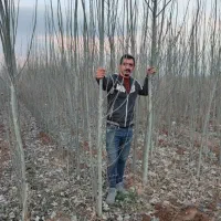 نهال کبوده یک ساله سریع الرشد|خدمات باغبانی و درختکاری|شوط, |دیوار