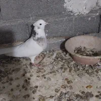 کبوتر|پرنده|هرسین, |دیوار