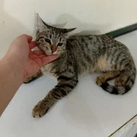 واگذاری گربه