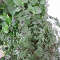 گل پتوس و چشم آهویی بفروش میرسد|گل و گیاه طبیعی|نورآباد, |دیوار