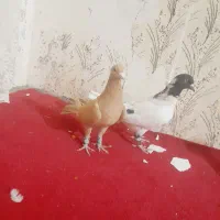 کفتر رنگه قلدر