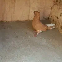 دم سفید|پرنده|مشهد, توس (بلوار توس)|دیوار