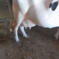 گاو شیری|حیوانات مزرعه|هریس, |دیوار