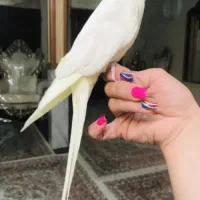 عروس هلندی لوتینو ماده