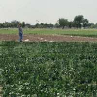فروش-زمین-زراعی-قابل-تغییر-کاربری