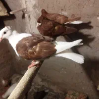 کبوتر|پرنده|تربت‌حیدریه, قاسم آباد|دیوار