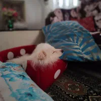 پامر 1ساله نر