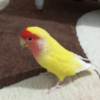 کوتوله برزیلی