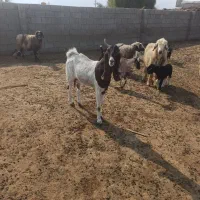 بز سالم آبستن سه ماه