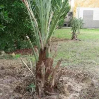 نخل بریم و برحی اصل
