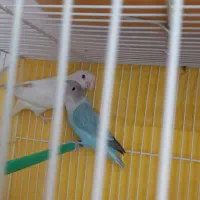 کوتوله برزیلی جفت خوشرنگ|پرنده|مشهد, تلگرد|دیوار