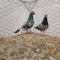 نروماده پولک شاهپر|پرنده|فردوس (خراسان), |دیوار