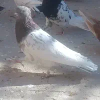 کبوتر شازده کله سیاه|پرنده|قم, انسجام|دیوار