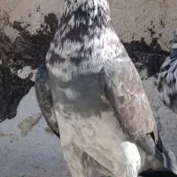 نر سینماش قاره خرمایی ابلق تیکه پاره شازده|پرنده|قم, آزادگان|دیوار