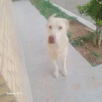 سگ شکاری