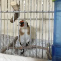 سهره نرداغسررسمی بخون و ماده قناری اماده،ماده سهره