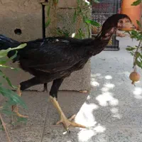 مرغ لاری