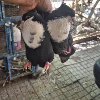 کبوتر کراواتی