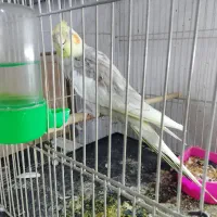 عروس هلندی نژاد ابلغ رنگ خاص و صحبتی کاشمر