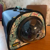 گربه اسکاتیش پرشین|گربه|تربتحیدریه, کوه سنگی|دیوار