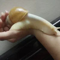 حلزون ، خاویار حلزون|خزنده|کرج, کوی امامیه|دیوار