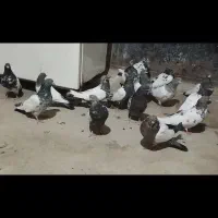 کله دار|پرنده|کبودرآهنگ, |دیوار