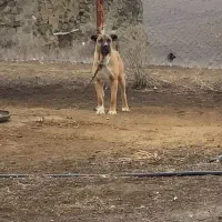 سگ سرابی