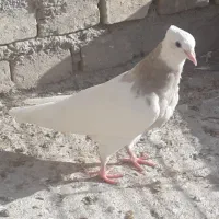 کبوتر‌طوقی|پرنده|حمیدیا, |دیوار