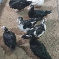 اردک اسرائیلی|حیوانات مزرعه|آبسرد, |دیوار