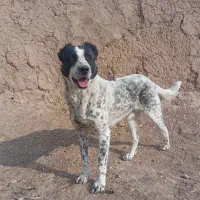 سگ گله نژاد قدریجانی قیمت ۲۵۰۰۰۰۰تومان|سگ|خمین, |دیوار