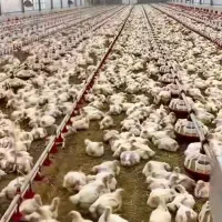 کارگر مرغداری