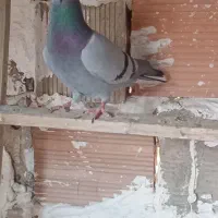 کفتر گرفتنی