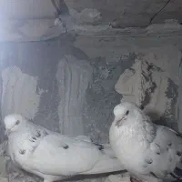 کبوتر