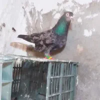 کبوتر هفرنگ دم سفید