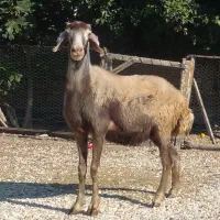 دو راس گوسفندبره دار ، و هفت گوسفند آبست|حیوانات مزرعه|گرگان, |دیوار