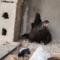 مرغ. جوجه. خروس|حیوانات مزرعه|لامرد, |دیوار