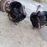 دوعدد بوقلمون نر محلی جوان ۶ میلیون