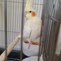 عروس هلند جفت و مولد|پرنده|خوانسار, |دیوار