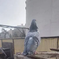 ساده جفت سبز ( امری ) زرد سرخ