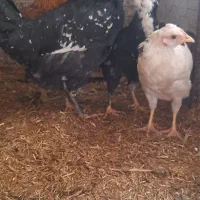 خروس گلین و خروس محلی