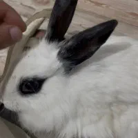 واگذاری خرگوش