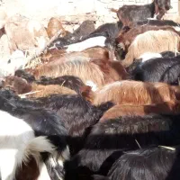 دام سبک|حیوانات مزرعه|مشهد, كنويست|دیوار