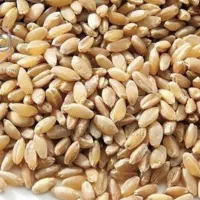 گندم فروشی|لوازم جانبی حیوانات|ورزقان, |دیوار