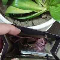 عروسکهای خوشگل به مناسبت روزدختر|اسباب‌‌بازی|عجب شیر, |دیوار