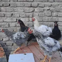 خروس و مرغ نژاد برهما، لهستانی و گلپایگانی|حیوانات مزرعه|تربت‌حیدریه, مظفریه|دیوار