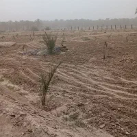 نخل|گل و گیاه طبیعی|آبپخش, |دیوار