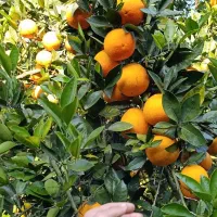 پرتقال خوش رنگ موجوده  قیمت ۴۰|خوردنی و آشامیدنی|عباس‌آباد, |دیوار