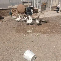فروش ۸عدد غاز