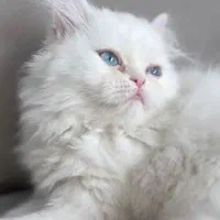 پرشین