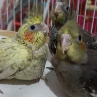 جفت عروس هلندی سخنگو و سه تا جوجه|پرنده|صومعه‌سرا, |دیوار